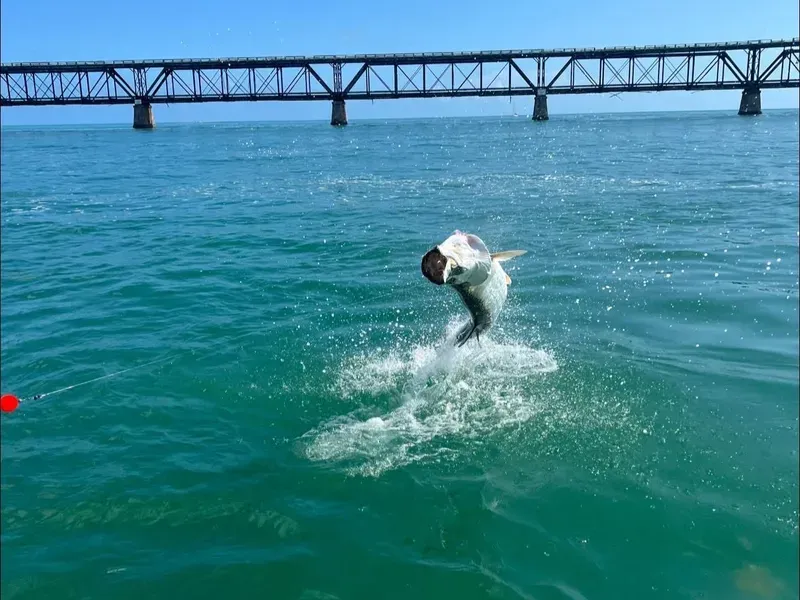 Tarpon Fishing - service