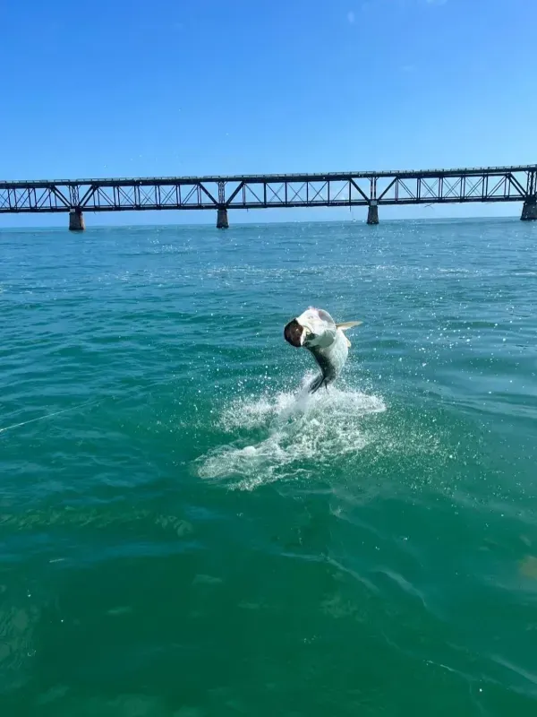 Tarpon fishing 03