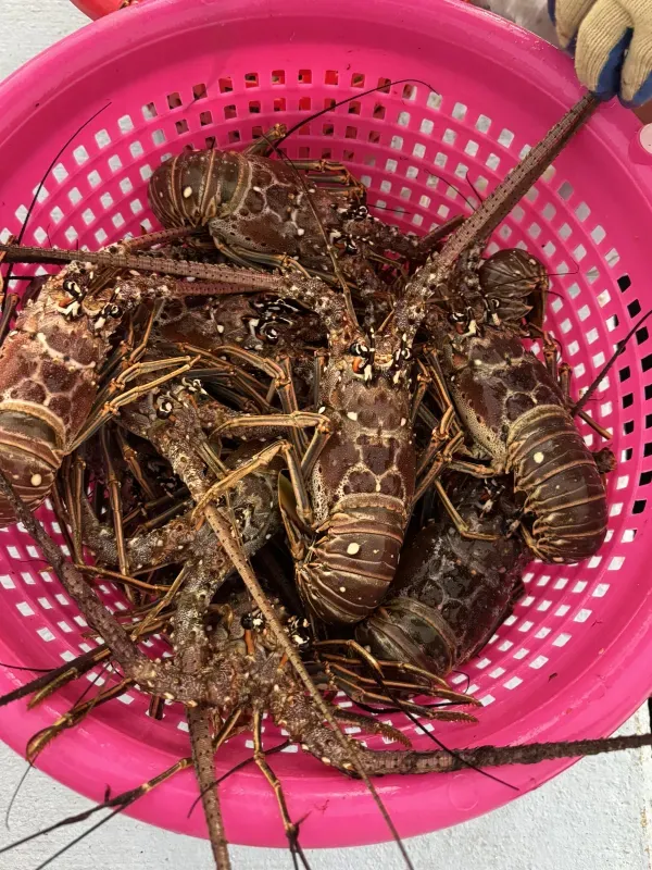 Lobster fishing 02