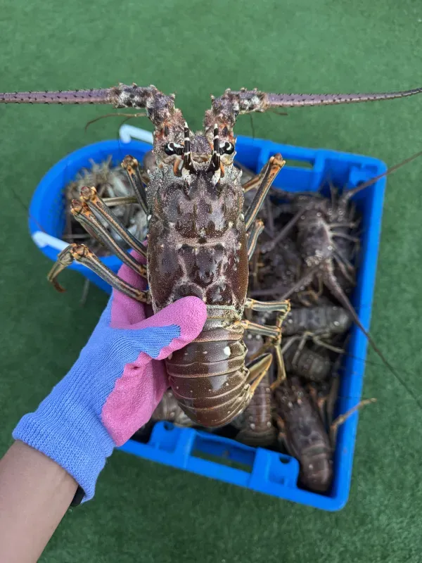 Lobster fishing 04