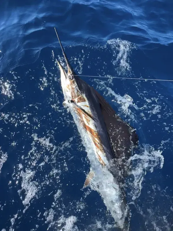 Offshore fishing 27