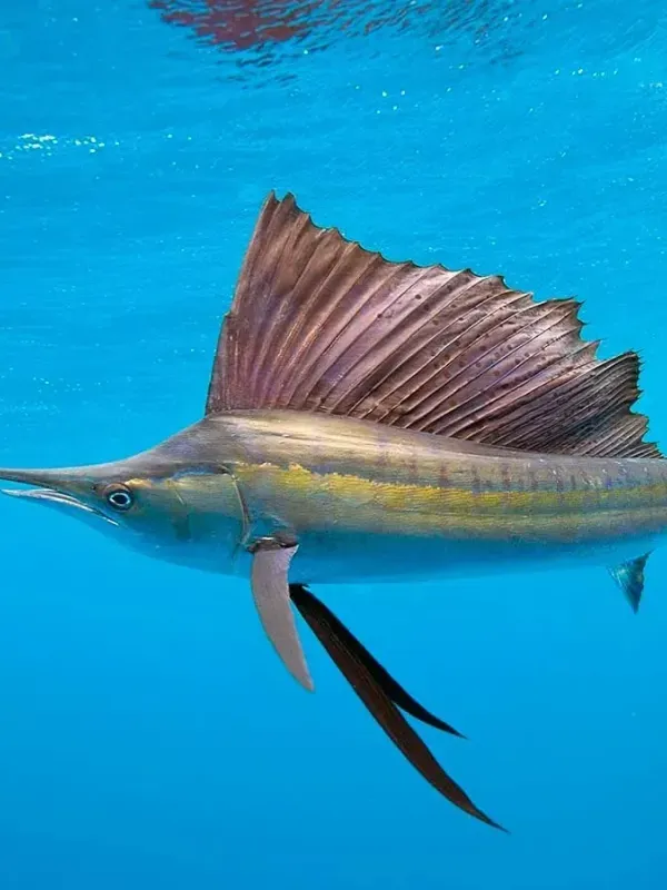 Offshore fishing 46