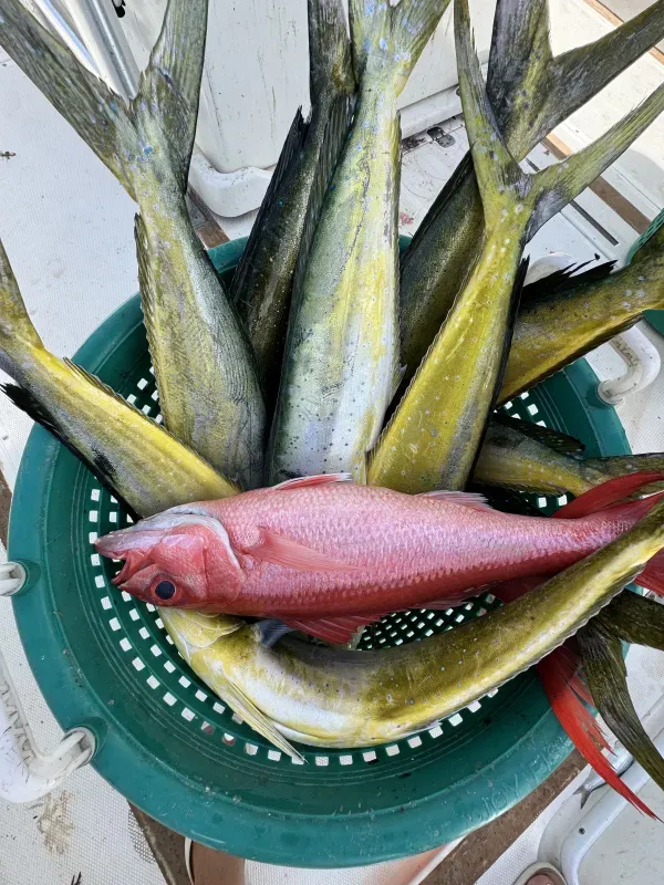Offshore fishing 15