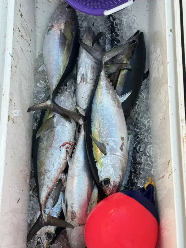 Offshore fishing 20