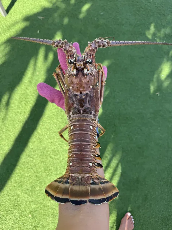 Lobster fishing 03