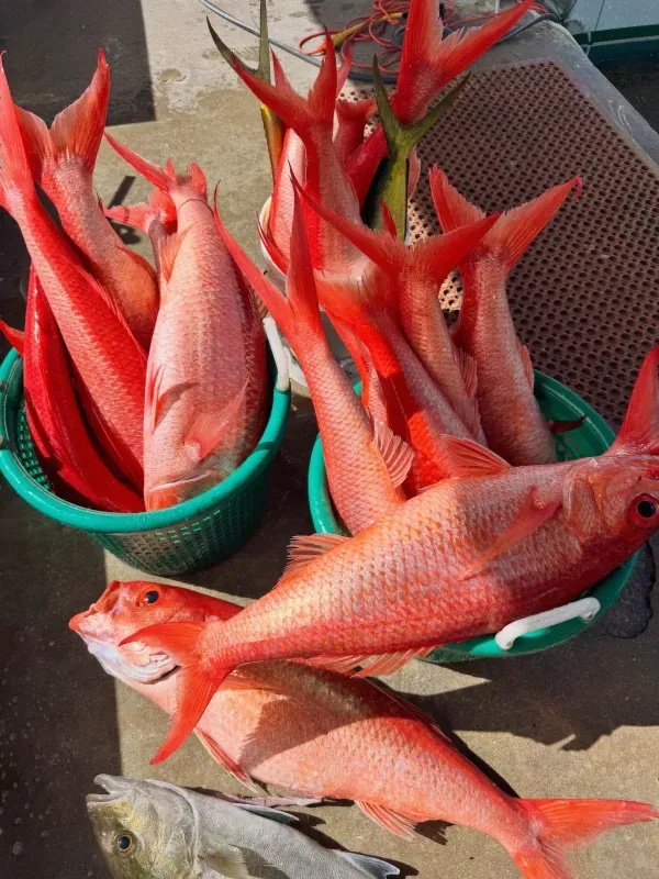 Offshore fishing 05